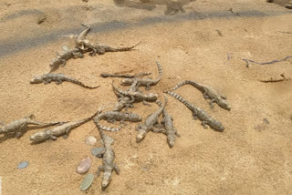 Crocodile babies found in Muchnar Ghat