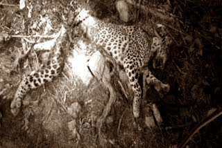 leopard died