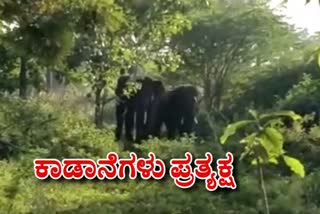 Three elephants Found in Maddur