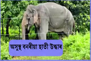 injured wild elephant rescue at Chirang