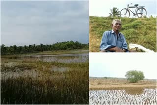 മഴ  കർഷകർ ആശങ്കയിൽ  കല്ലിയൂരിലെ കർഷകർ  kalliyur farmers  Rain destroys crops  Farmers worried