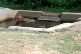 सरिस्का में बाघों की साइटिंग, Tiger Sighting in Sariska