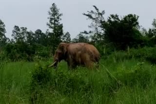 দিনে দুপুরে দাপিয়ে বেড়াচ্ছে বুনো হাতি