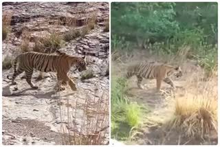 रणथंभौर नेशनल पार्क, Ranthambore National Park