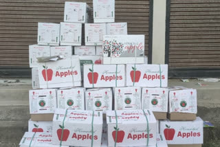 apple season karsog news, सेब सीजन करसोग न्यूज