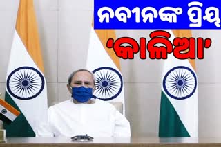 kalia scheme,  favorite scheme of cm naveen pattnaik, naveen pattnaik, ମୁଖ୍ୟମନ୍ତ୍ରୀ ନବୀନ ପଟ୍ଟନାୟକ, ନବୀନଙ୍କ ସବୁଠୁ ପ୍ରିୟ କାଳିଆ, କାଳିଆ ଯୋଜନା, ପ୍ରିୟ ଯୋଜନା କାଳିଆ