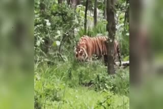 tiger seen eating grass in satpura tiger reserve