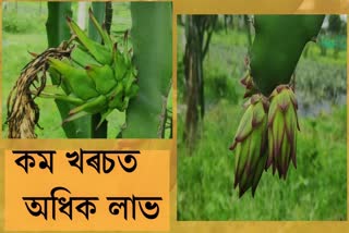 with less space dragon fruits stand tall in tripura