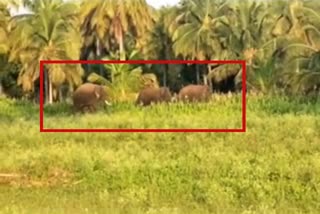 elephant Found at Simsha river