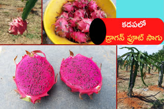 dragon fruit cultivation  in kadapa