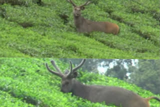 mystic beauty of munnar rajamala national park  rajamala national park  diverse species in rajamala  കണ്ണിന് ദൃശ്യചാരുതയേകി മൂന്നാറിലെ ദേശീയോദ്യാനം  രാജമല നാഷണല്‍ പാര്‍ക്ക്  ക്യാമറയ്ക്ക് പോസ് ചെയ്ത് മ്ലാവ്; രാജമലയിലെ കൗതുകക്കാഴ്ച