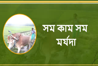 The environment of flood ravaged Majuli is now conducive to agriculture assam etv bharat news