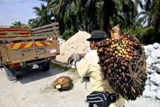 Govt removes import restrictions on refined palm oil till December