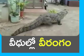 crocodile viral video