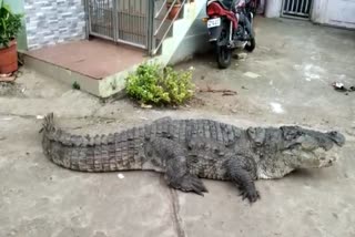 Crocodile entered karnataka village  Crocodile entered kogilabana  Crocodile entered dandeli district  കർണാടകയിലെ ഗ്രാമത്തിൽ മുതല  കോഗിലബാന ഗ്രാമത്തിൽ മുതല  ഡൺഡേലിയിൽ മുതല