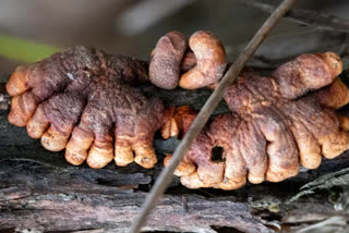 Rare 'zombie fingers' parasitic fungus is hanging in Australia