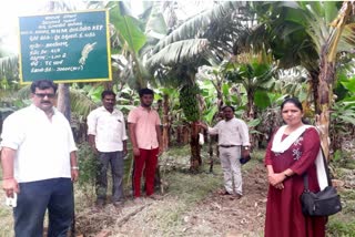 farmer-get-8-lacks-income-in-banana-agriculture-at-dharwada