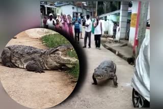 crocodile entry to kogilabana village