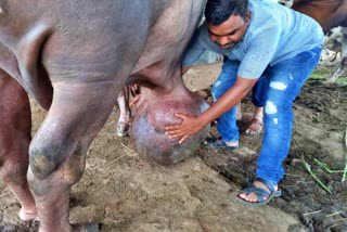 Removing A 50 kg tumer from a buffalo's stomach in Valsad on Doctors Day