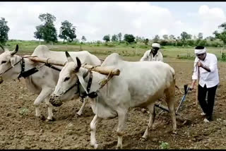 शेतकऱ्यांच्या शेतात डवरणी