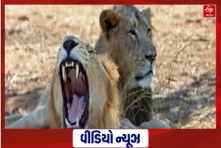 મહુવા પંથકમાં સિંહના અટફેરાનો વધુ એક વીડિયો થયો વાઇરલ