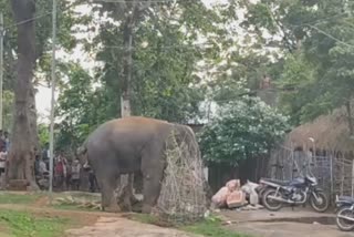 elephant makes massive destruction in baleswar