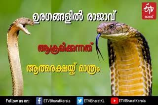 രാജവെമ്പാല  തിരുവനന്തപുരം മൃഗശാല  King cobra  പാമ്പുകളുടെ രാജാവ്  ആൻ്റിവെനം  സെൻട്രൽ റിസർച്ച് ഇൻസ്റ്റിറ്റ്യൂട്ട്  തായ്‌ലൻഡിലെ സായോബാബ ഇൻസ്റ്റിറ്റ്യൂട്ട്  ആനയെ വരെ കൊല്ലാൻ ശേഷിയുള്ള രാജവെമ്പാല