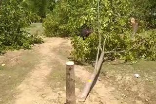 ہندوراہ: نامعلوم افراد نے دوران شب اخروٹ کے درجنوں درخت کاٹ گرائے