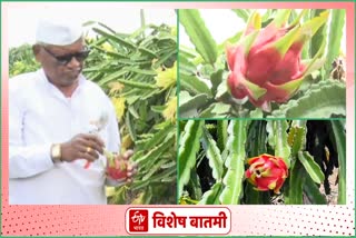 dragon-fruit-farming-in-sangli