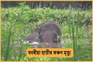 tragic-death-of-a-wild-elephant-in-khumtai-due-to-negligence-of-forest-department
