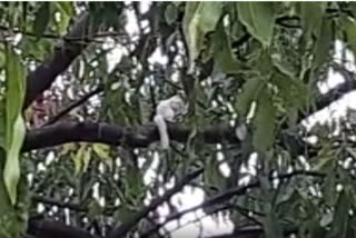 आंध्र प्रदेश के विजयनगरम जिले में सफेद गिलहरी
