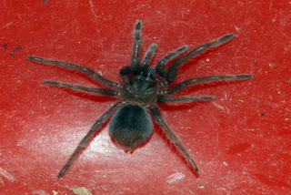 107-spider-from-poland-seized-in-chennai-airport