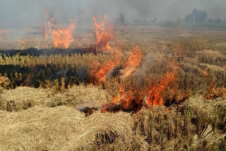 stubble burning