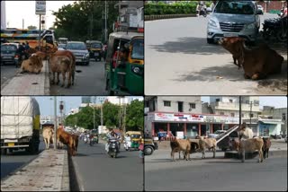 Bhavnagar: ઢોર સમસ્યા યથાવત, રખડતાના ઢોરના ત્રાસ અંગે હજૂ કોઈ સમાધાન નહિ