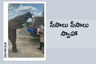 Elephant drinks milk from bottle