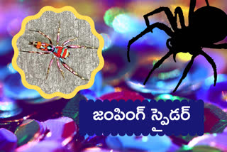 chrysilla-volupe-at-kadapa-yogivemana-university