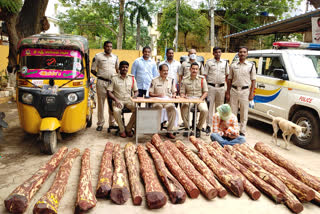 red sandalwood logs at Suraparaju village