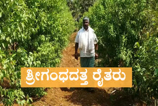 shivamogga farmers growing sandal crop