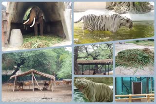 change in diet to protect wildlife from heat in delhi zoo