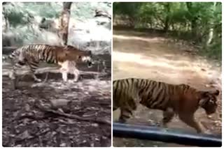 घायल बाघिन टी-61, Injured tigress T-61