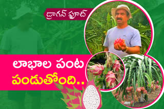 Srinivas Reddy is successful in cultivating dragon fruit in arutla