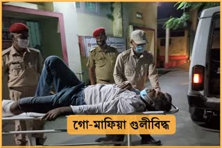 As_kjr_cattler-smuggler-injured-in-police-firing-at-kokrajhar_vis_10044