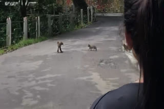 Leopard in Shimla, शिमला में तेंदुआ