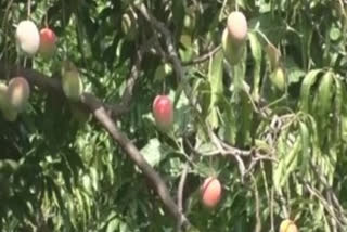 Two brothers in Madhya Pradesh's Rajpura village h