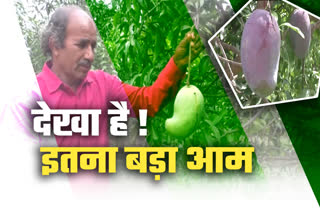 dhar-mp growing 4 and half kg mango