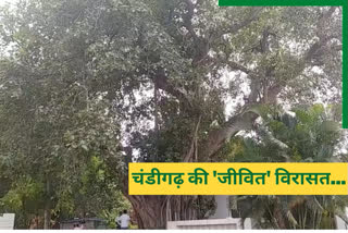 chandigarh three hundred year old banyan tree