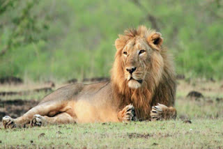 Gujarat : Five lions died in 15 days in Gir  Babesiosis Suspected; samples sent for testing  ബാബേസിയോസിസ്  ഗിർ വനം  സിംഹങ്ങൾ  ഗുജറാത്തിലെ ഗിർ വനം  കനൈൻ ഡിസ്റ്റെംപർ വൈറസ്  ഗിർ ഗുജറാത്ത്  മൃഗശാല