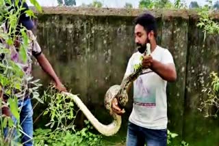 Rescue of python snake from farm house