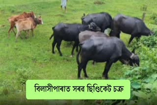 COW AND BUFFALO SEIZED AT BILAHIPARA