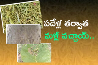 Cleora cornaria  eats neem plants  at railway koduru